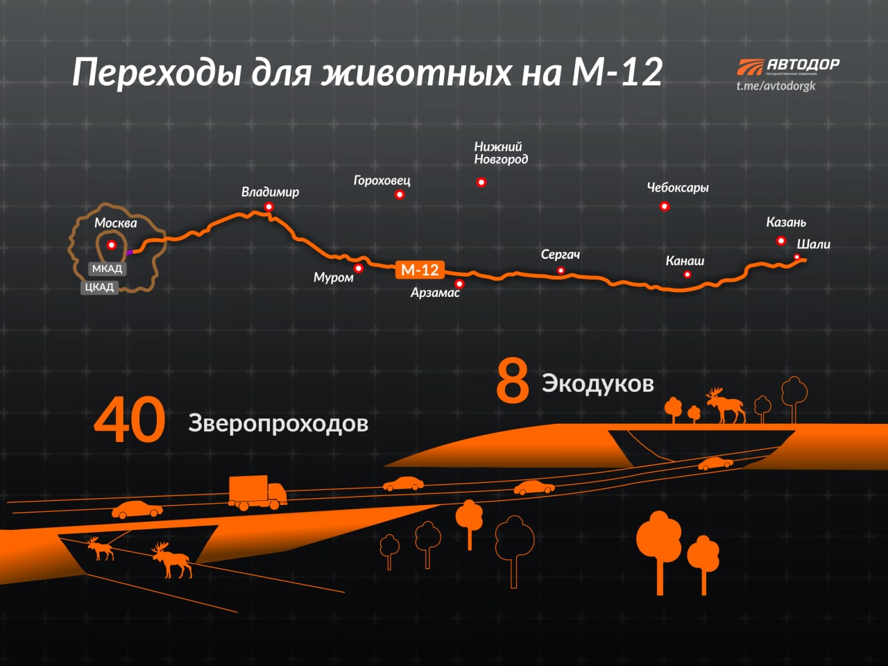 На М-12 строим специальные переходы для животных — экодуки над дорогой и зверопроходы под трассой. Всего возведем 48 таких со...