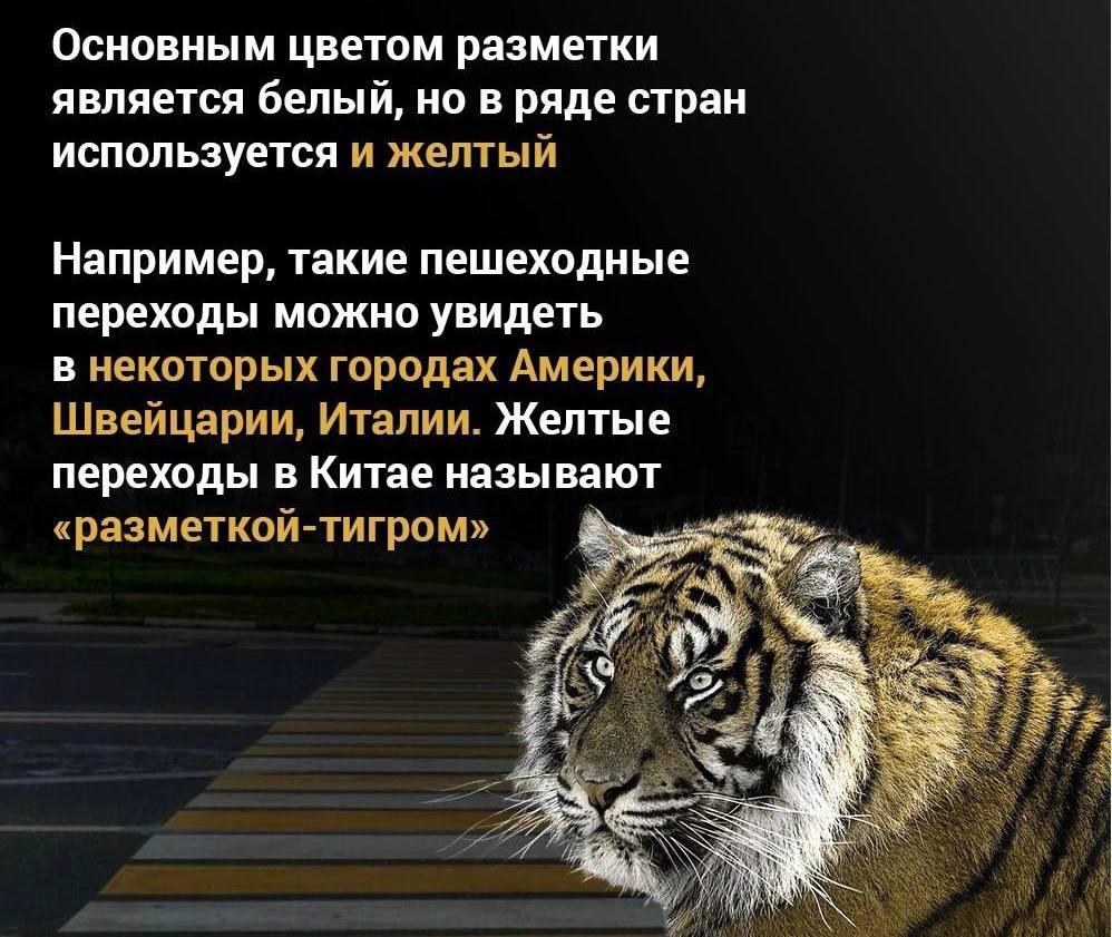 На Ямале появился чат-боткуда можно писать, если заподозрили водителя в нетрезвом вождении.В сообщениях необходимо указывать...