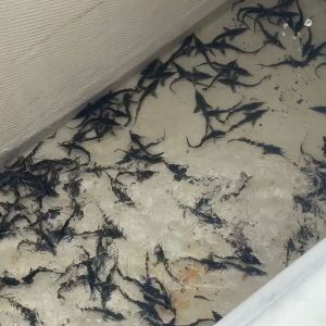 Молодь стерляди выпустили в Чебоксарское водохранилище и реку Волгу в Нижегородской области в рамках возмещения возможного ущ...